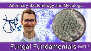 Fungal Fundamentals Part 2  Veterinary Bacteriology and Mycology [upl. by Neelon568]