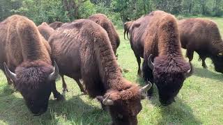 Bison im Eichsfeld [upl. by Nuahsed]