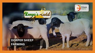 Kenyas Gold  Dorper Sheep Farming [upl. by Varien]