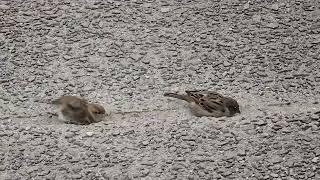 20241108 LJUBLJANA Špica PASSERIFORMES Passer domesticus DOMAČI VRABEC [upl. by Eisus]