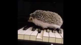 Hedgehog Plays Piano Jazz Style [upl. by Clifton]