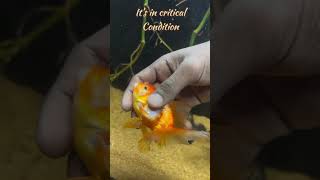 fish medicinebirdslover petvairalshort viral bird guppyfish gooldfish minivlog [upl. by Calvinna]