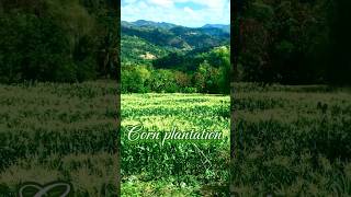 Corn plantationteamairtv travel trending asmr corn nature cornfarming shortvideo [upl. by Ling874]