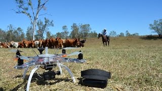 Remote Controlled Cattle Mustering Takes Flight [upl. by Rozek498]