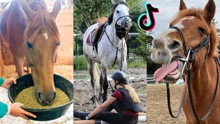 1 HOUR Of Reletable HORSE TikTok Compilation 156 [upl. by Llenram]