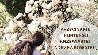 Jak ciąć hortensję krzewiastą drzewiastą aby pięknie kwitła [upl. by Rooker279]