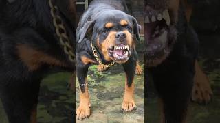 Angry dog barking viral dog rottweiler ytshorts trending [upl. by Ailedo250]