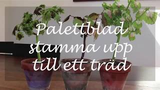 Palettblad stamma upp till ett träd [upl. by Arahs959]