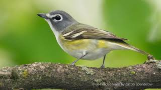 Blueheaded Vireo Song [upl. by Idnam490]