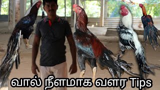 சேவல் வால் நீளமாக வளர ஒரு சில tips [upl. by Aika]