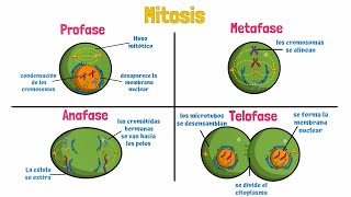 Mitosis Celular [upl. by Rawlinson]