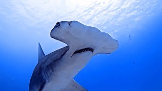 Great Hammerheads Bahamas [upl. by Lorrad]