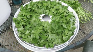 How to Harvest amp Dry Parsley [upl. by Hayn]