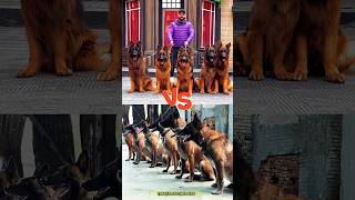 ❌ShowdownGerman Shepherd vs Malinois dog dogtraining germanshepherd malinois pets workingdog [upl. by Aneris]