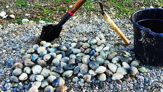 Clam digging in the early spring  From ocean to table  Puget sound clam digging in WA State [upl. by Anikat]