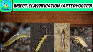 Insect Classification 1 Apterygotes  Class Insecta  Taxonomy  Entomology [upl. by Aikemat676]