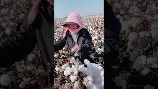 Cotton picking process in cotton field [upl. by Omissam]