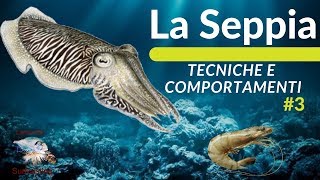 LA SEPPIA TECNICHE di PESCAABITUDINI e HABITAT 3 [upl. by Salsbury289]