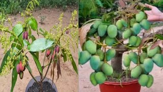 bonsai mangga satu pohon 4 jenis [upl. by Ahsemik]