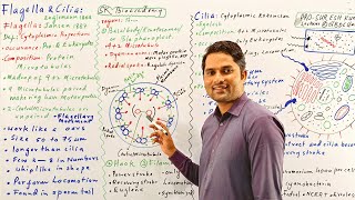 Flagella and Cilia its structurefunctionSTB NCERT PTB FTBHindiUrdu By Prof Suresh Kumar [upl. by Ardelia437]