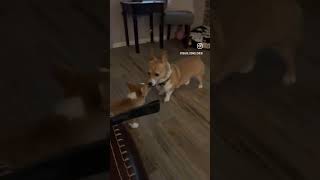 The truth about corgis corgi texascorgicrew pets corgipuppycorgisoftexas corgilife dogs [upl. by Lahcym]