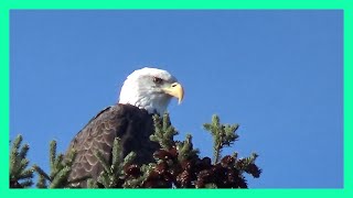 ZOOM IN ON MATURE BALD EAGLE as he listens to calls of Canada Geese in the background [upl. by Hester]