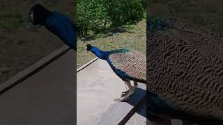 Peacock flying very nice video Greenbirdsofficial [upl. by Anirehtak671]