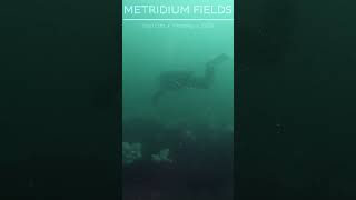 metridium run 3 underwater scubadiving gopro ocean travel monterey metridium [upl. by Ylurt472]