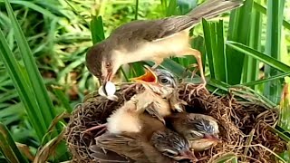 Both barwinged prinia Birds eat feces [upl. by Devine]