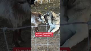 Livestock guardian dogs vs border collies w stock Night and day [upl. by Nahs472]