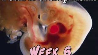 Fetal Development Week 6 Pregnancy Health Guru [upl. by Yart675]