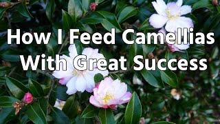 How I Feed Camellias With Great Success [upl. by Dlawso]