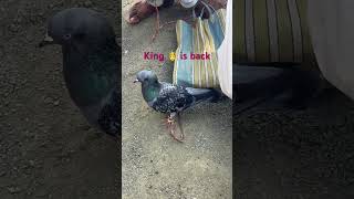 Raser king 👑 কবুতর viral video kobutorkhamar kobutorer pigeon bird kaboot [upl. by Eiruam151]