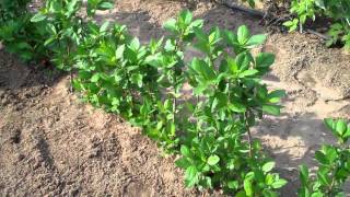 Aronia Berry Plants  DiMeos Aronia Berry Plants Nursery [upl. by Halivah43]