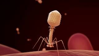 Fighting Infection with Phages [upl. by Lenod]