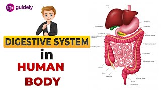 DIGESTIVE SYSTEM  HUMAN DIGESTIVE SYSTEM  DIGESTION PROCESS IN HUMAN BODY  HUMAN BIOLOGY [upl. by Ynnavoig871]