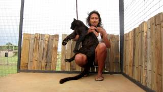 Playing with Pardus the black leopard at Cheetah Experience [upl. by Woodsum]