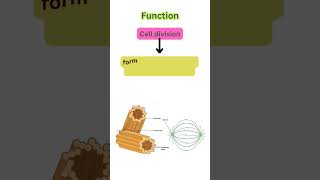 Centrioles structure and function  short notes centrosome celldivision cellbiology [upl. by Collier]