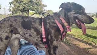 Catahoula Leopard Dog Mix Gets To Close Too Dog In Muzzle At Dog Park [upl. by Elyad]