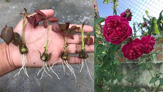 How to grow roses from rose calyx│Rosa [upl. by Aihsat]