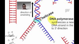 DNA Replication SL IB Biology [upl. by Fenton]