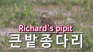 Richards pipit 큰밭종다리 최종 [upl. by Vizzone]