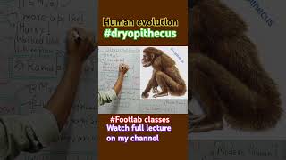 Dryopithecus human evolution evolution footlab classes Rohit biology shorts [upl. by Nylyahs]