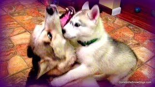 Husky Puppy Wreslting Memphis Plays with the Big Girls [upl. by Tallou]