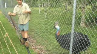 Henry a dangerous cassowary [upl. by Fabio]