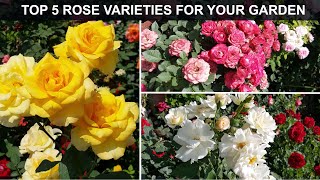 TOP 5 ROSE VARIETIES FOR YOUR GARDEN [upl. by Elonore]