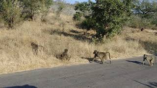 Baboons crossing the road in South Africa [upl. by Davison]