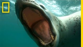 Diver Encounters Deadly 13Foot Leopard Seal  National Geographic [upl. by Vilberg466]