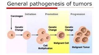 Study of microbes responsible for pathogenesis of tumors and their oncogenesis [upl. by Nivram]