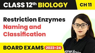 Restriction Enzymes Naming and Classification  Class 12 Biology Chapter 11 202223 [upl. by Dibrin]